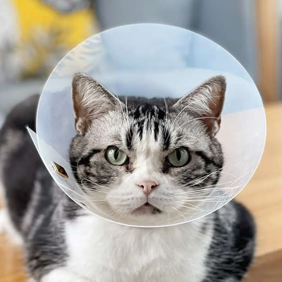 Cat Elizabeth Collar | Elizabeth Collar with Gold Rim for Cats