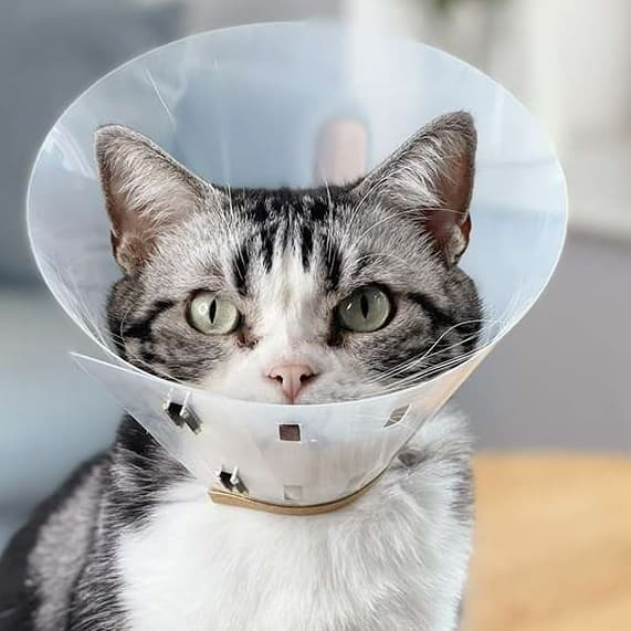 Cat Elizabeth Collar | Elizabeth Collar with Gold Rim for Cats